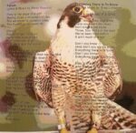 Falcon Falcon EverythingThereIsToKnow Everything There Is To Know | Cirith Ungol Online